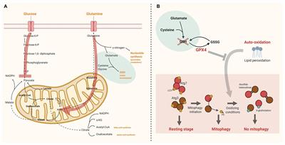 A Proposed Concept for Defective Mitophagy Leading to Late Stage Ineffective Erythropoiesis in Pyruvate Kinase Deficiency